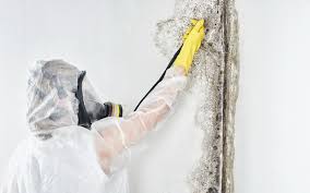 Professional Mold Removal Services in Park Ridge, IL